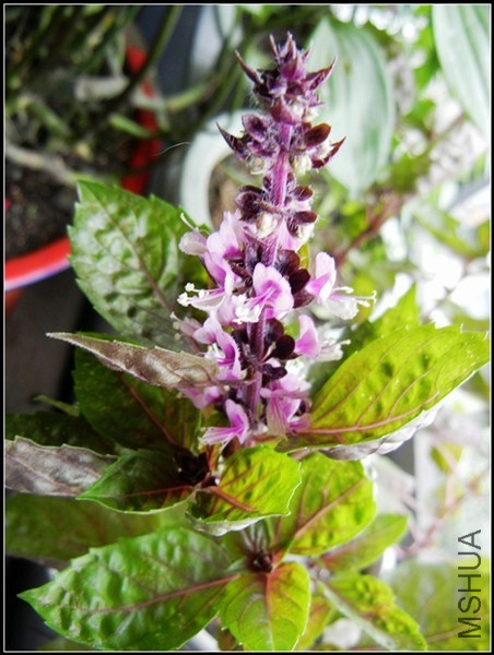 ��ɫֲ�� 197.jpg