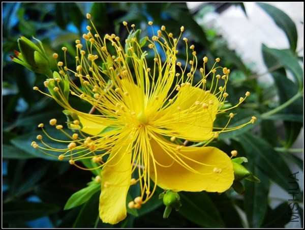 ��˿÷���� - ����.jpg