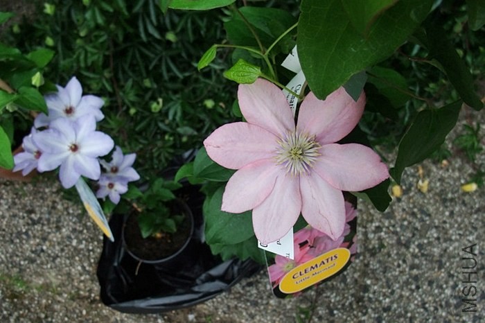 6cfd5a9djw1e7zk4n73ecj20m80trtg9 (1).jpg