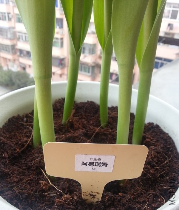 ���ڰ�����ķ��+Ҭ����ֲ