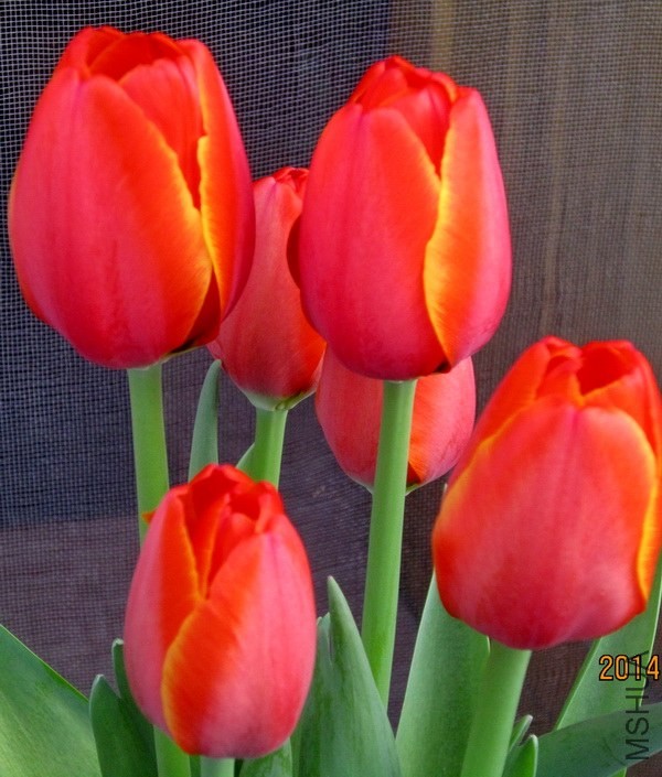 ��ĺ�����