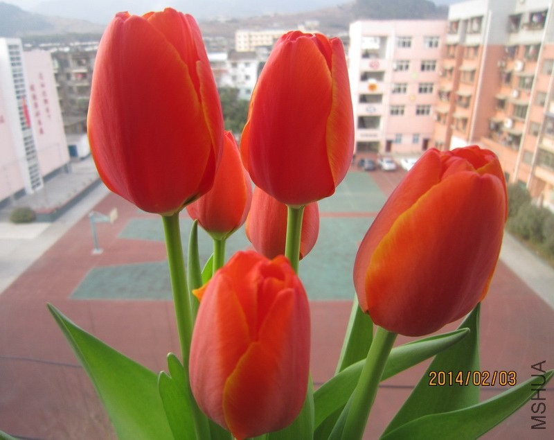 6֧��һ�ο���