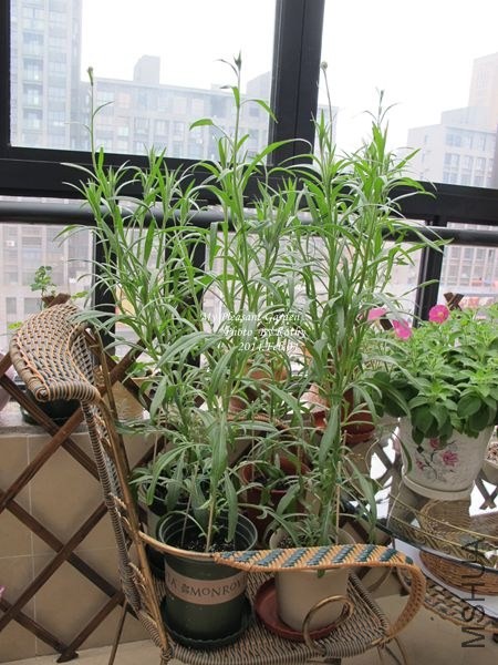 ���׵�����Ҹ�С������������ֲ�����������һ���ĸ߶�