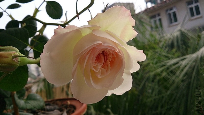 DSC_0062.jpg