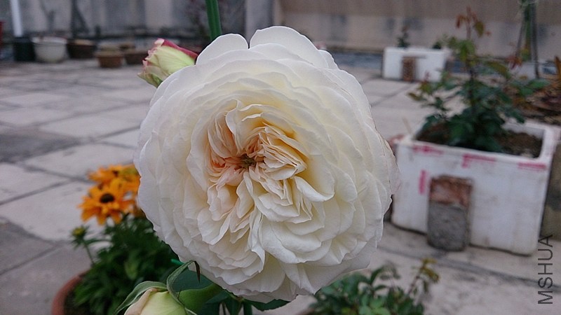 DSC_0080.jpg