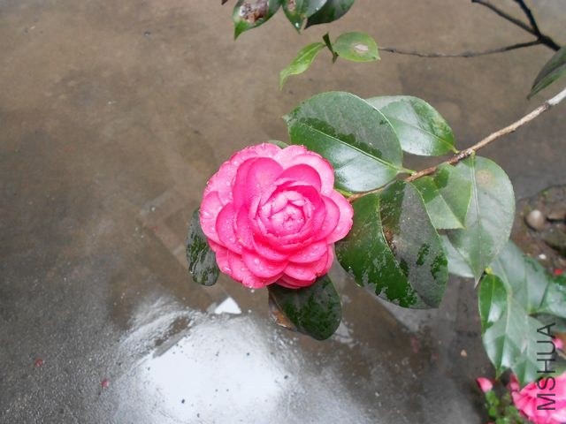 DSCN4596.jpg