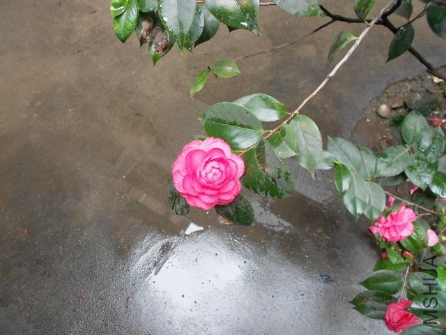 DSCN4599.jpg