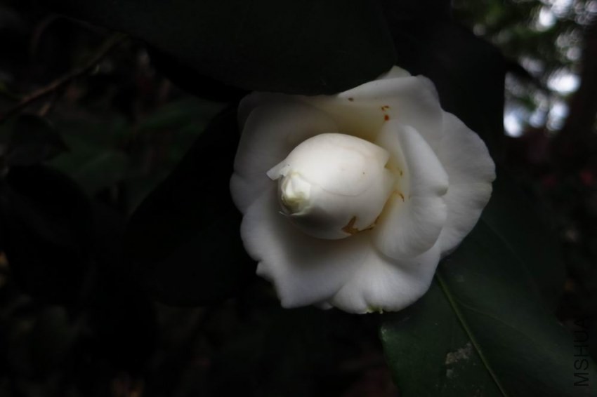 IMG_9762.jpg