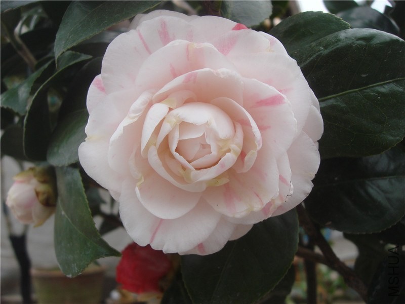 DSC00001.jpg
