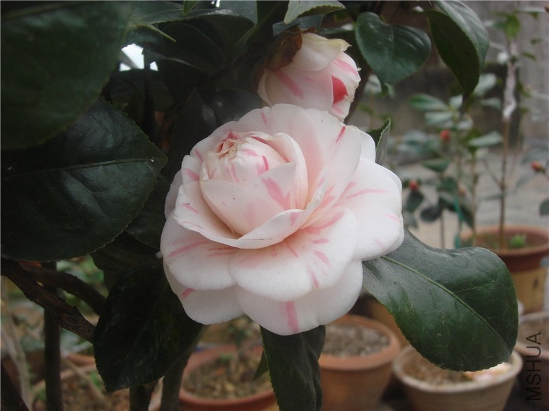 DSC00002.jpg
