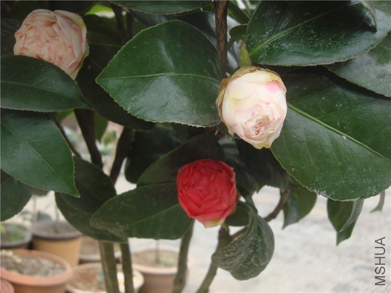 DSC00003.jpg