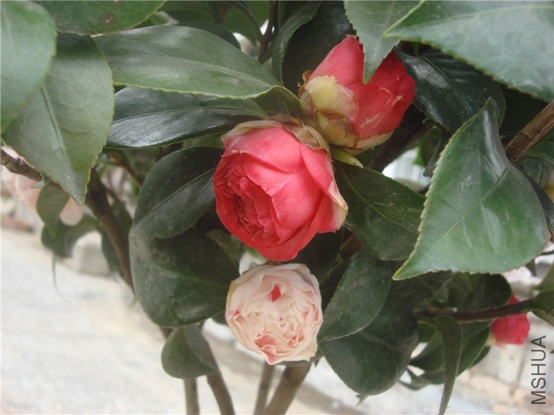 DSC00006.jpg