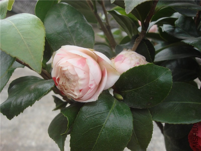 DSC00008.jpg