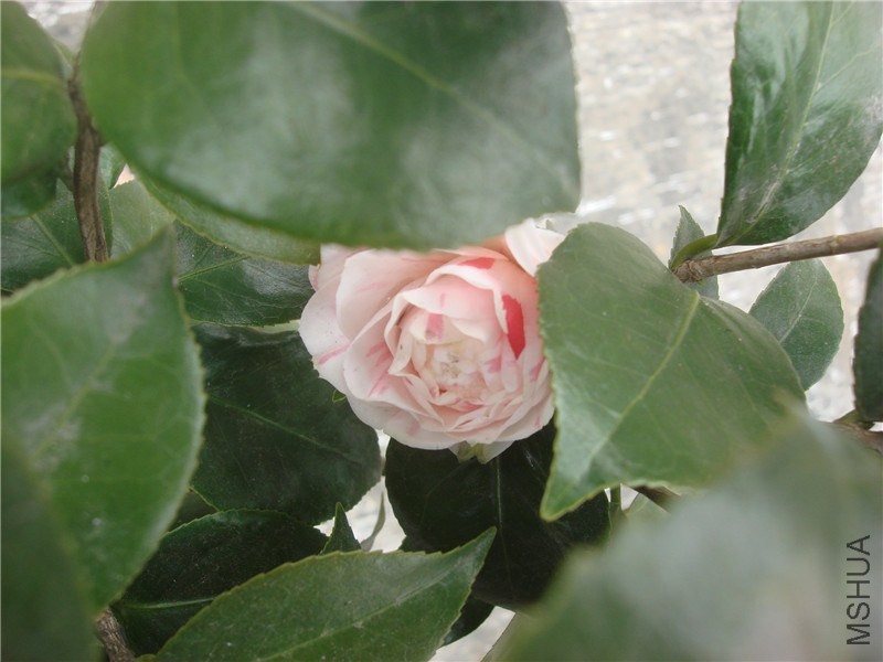 DSC00011.jpg