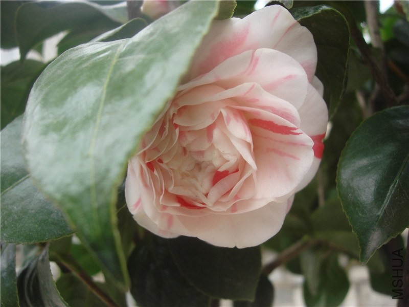 DSC00013.jpg
