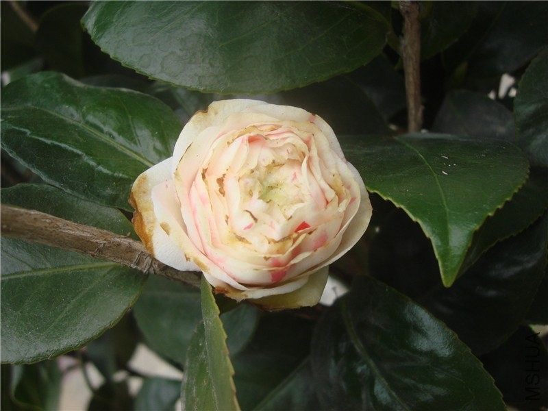 DSC00012.jpg