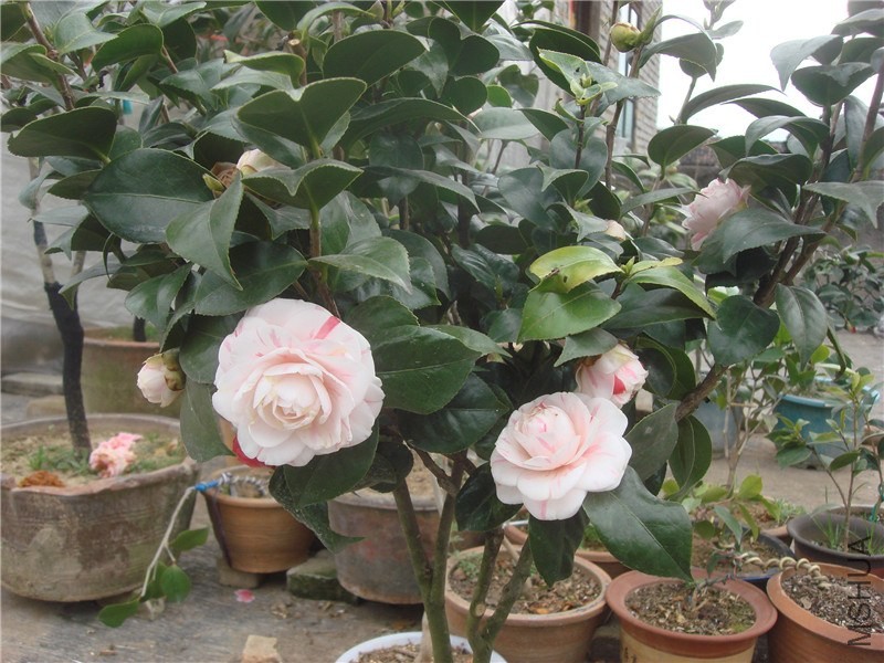 DSC00017.jpg
