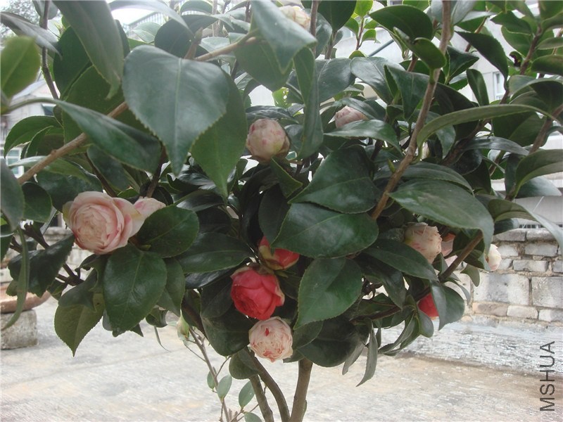 DSC00020.jpg