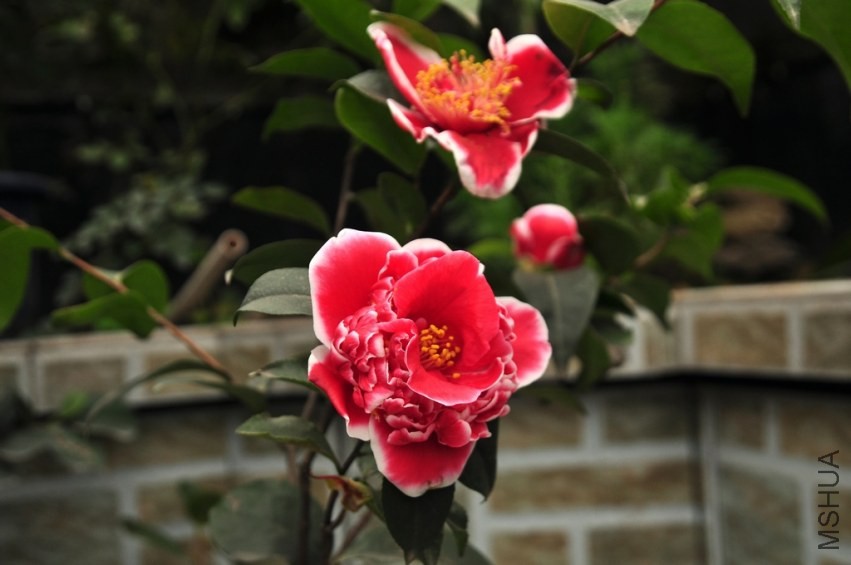 DSC_0015.jpg