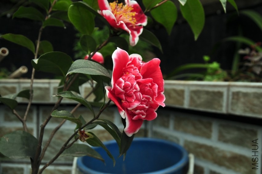 DSC_0006.jpg