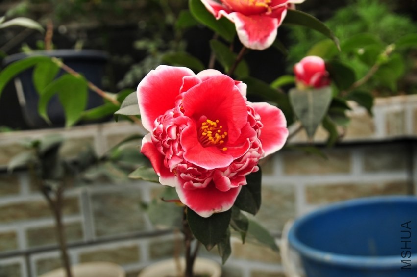 DSC_0007.jpg