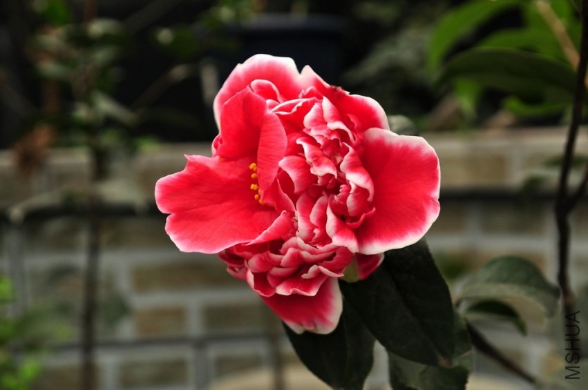 DSC_0017.jpg