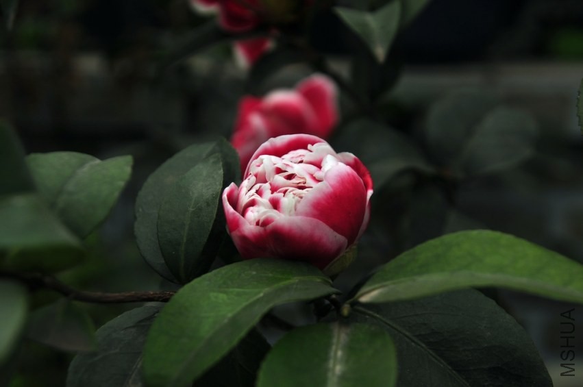 DSC_0019.jpg