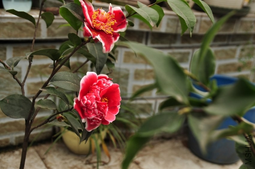 DSC_0034.jpg