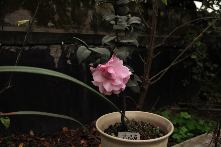 DSC_0026.jpg