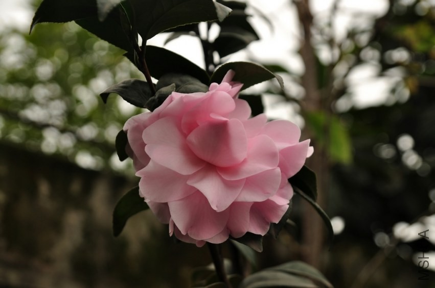 DSC_0030.jpg