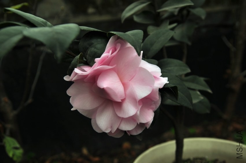 DSC_0028.jpg
