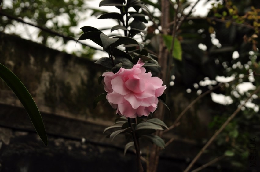 DSC_0029.jpg