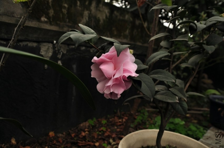 DSC_0033.jpg