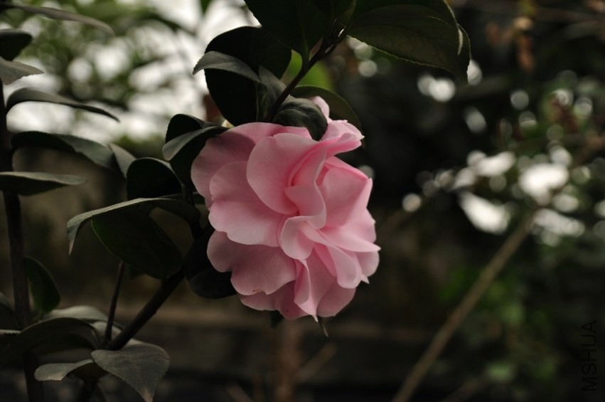 DSC_0031.jpg