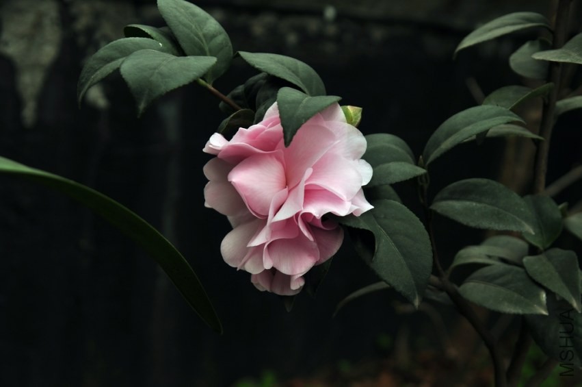 DSC_0032.jpg