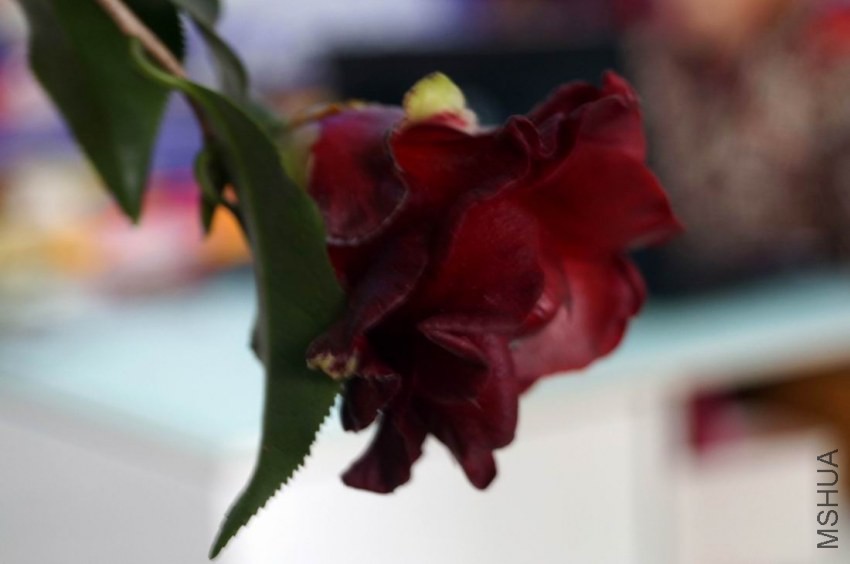 ������С �����ع� DSC02036.JPG