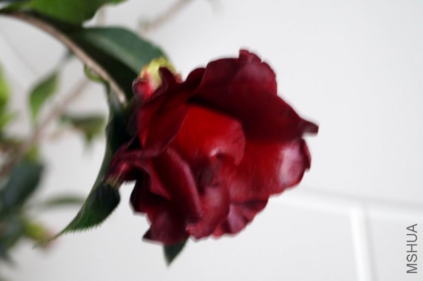 ������С �����ع� DSC02041.JPG