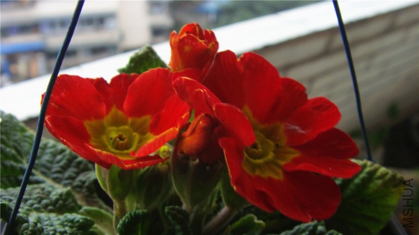 S73F2121.jpg