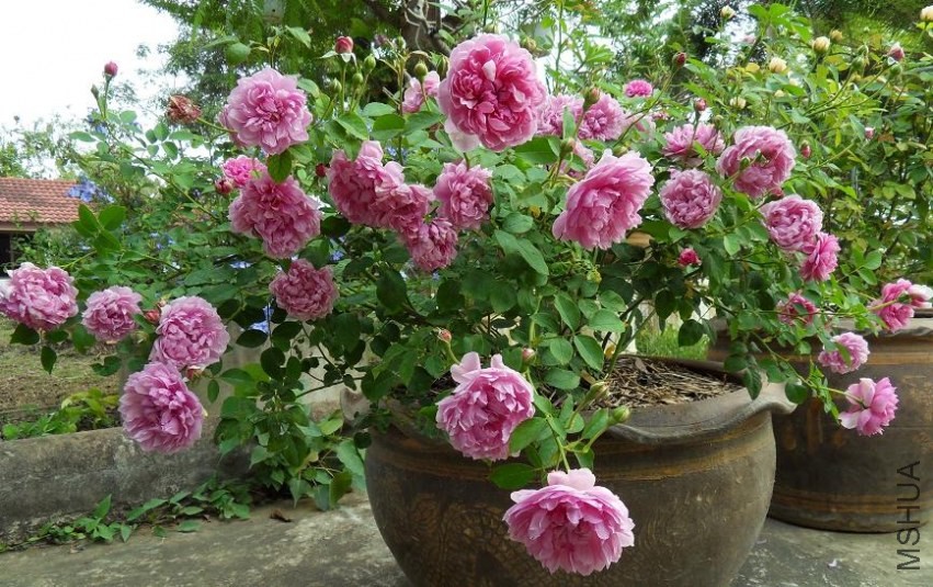 sister_elizabeth-002.jpg
