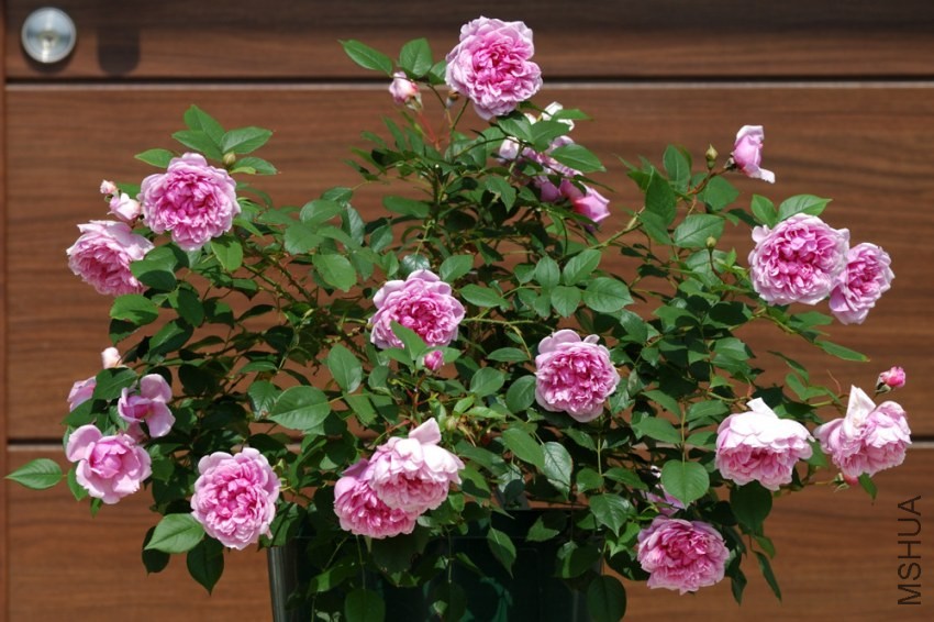 sister_elizabeth-003.JPG