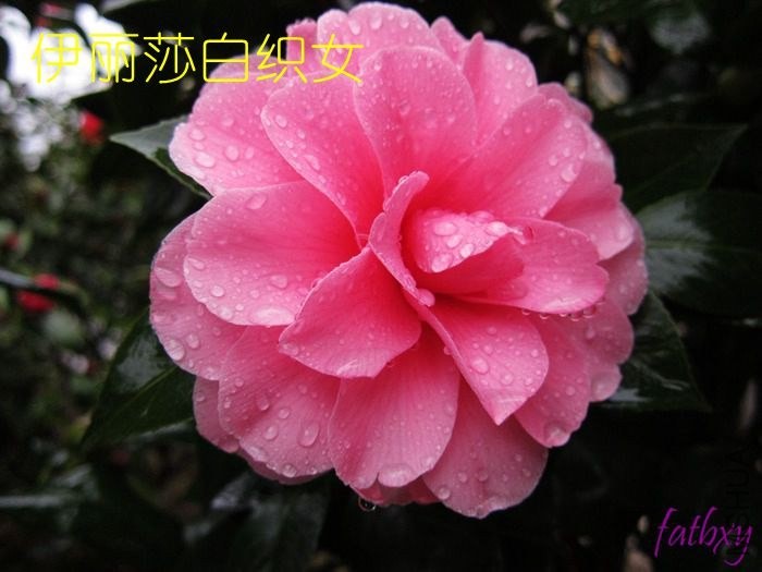 ����ɯ��֯Ů5.jpg