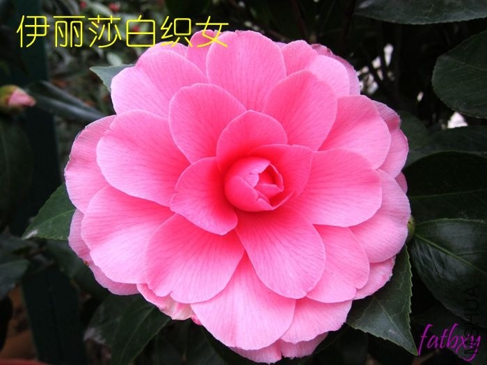 ����ɯ��֯Ů2.jpg