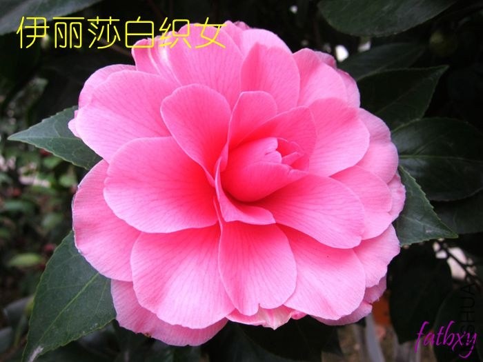 ����ɯ��֯Ů1.jpg