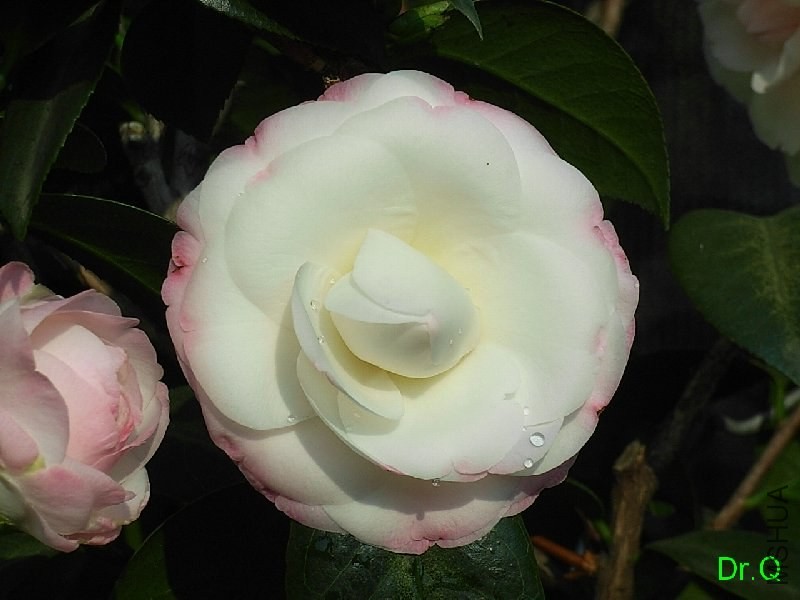 1-.ָ�]��-1JPG.JPG
