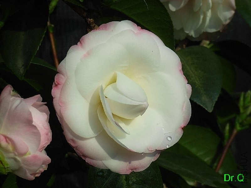 1-.ָ�]��-2JPG.JPG