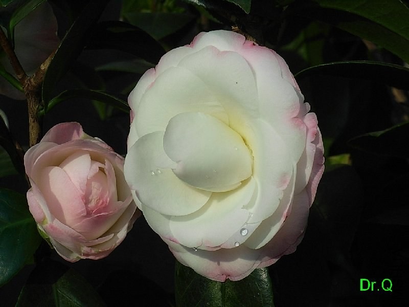 1-.ָ�]��-3JPG.JPG
