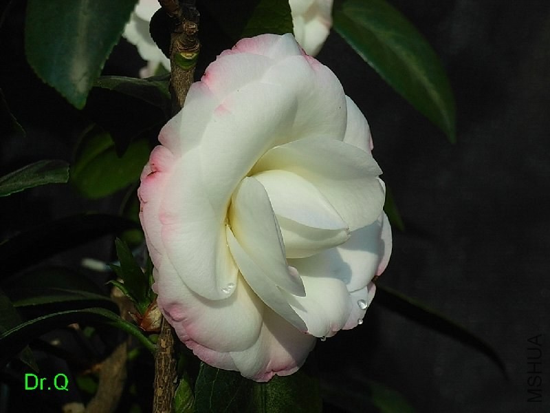 1-.ָ�]��-4JPG.JPG