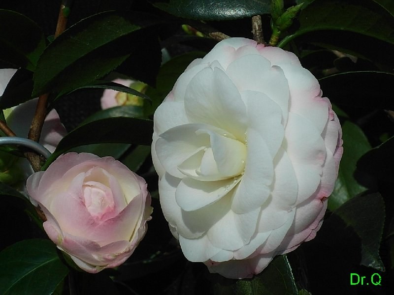 1-.ָ�]��-6JPG.JPG