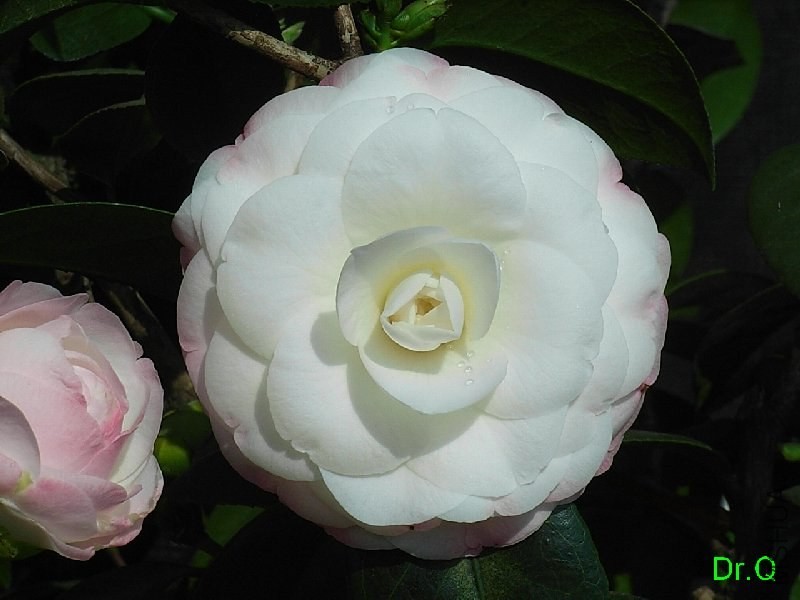 1-.ָ�]��-7JPG.JPG
