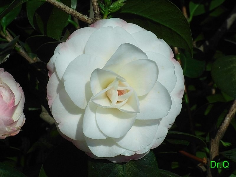 1-.ָ�]��-8JPG.JPG